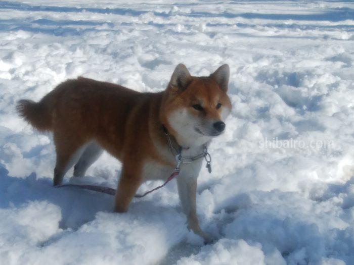 雪の日の柴犬