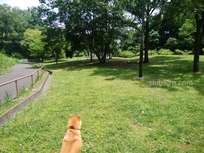 柴犬と公園