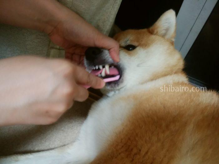 柴犬の歯磨き