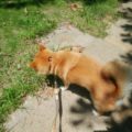 柴犬の夏散歩