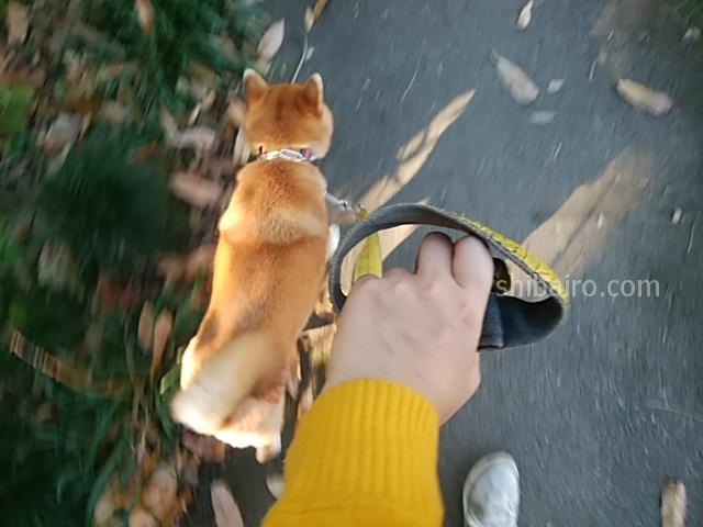 柴犬の散歩