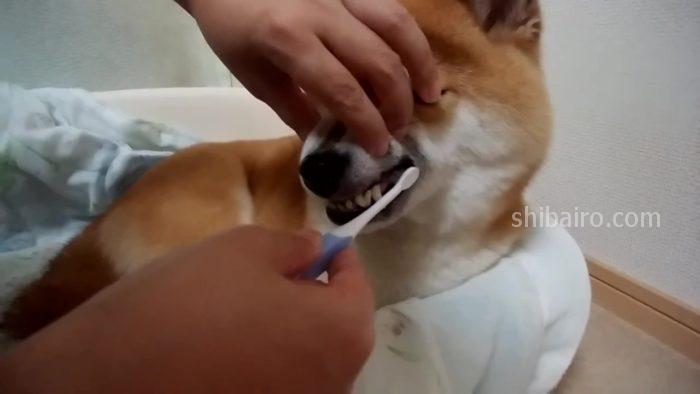 犬の歯磨き　４ステップ