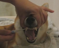 柴犬　歯の裏側を磨く