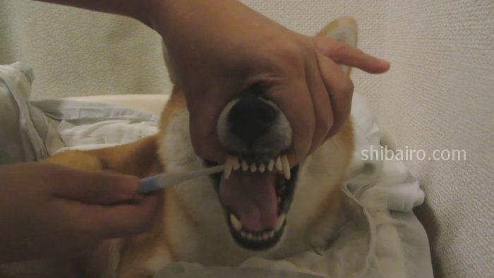 柴犬　歯の裏側を磨く