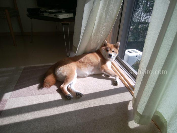 日向ぼっこする柴犬