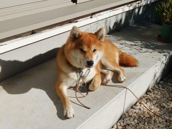 犬の散歩での尿のトラブル マーキングをしない されない方法は 柴色 ツンデレ柴犬とのライフブログ