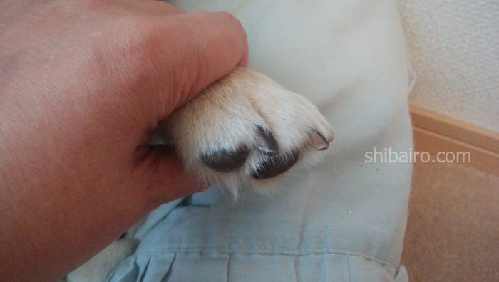 犬の爪の止血剤に小麦粉を代用してみた 簡単な作り方もご紹介 柴色 ツンデレ柴犬とのライフブログ