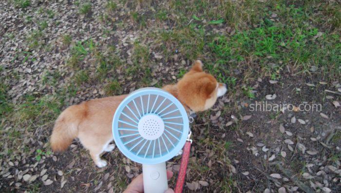 犬の散歩の暑さ対策