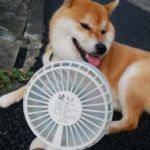 犬の散歩の暑さ対策